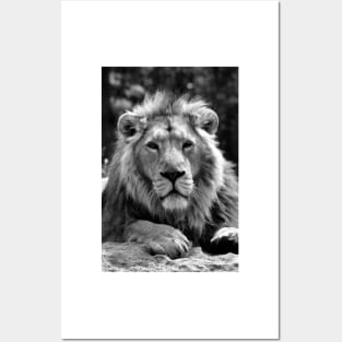 Asiatic Lion Panthera Leo Persica Big Cat Male Posters and Art